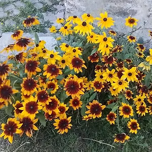 Le Petit Grenier Hébergement de vacances Saint-Bonnet-en-Champsaur